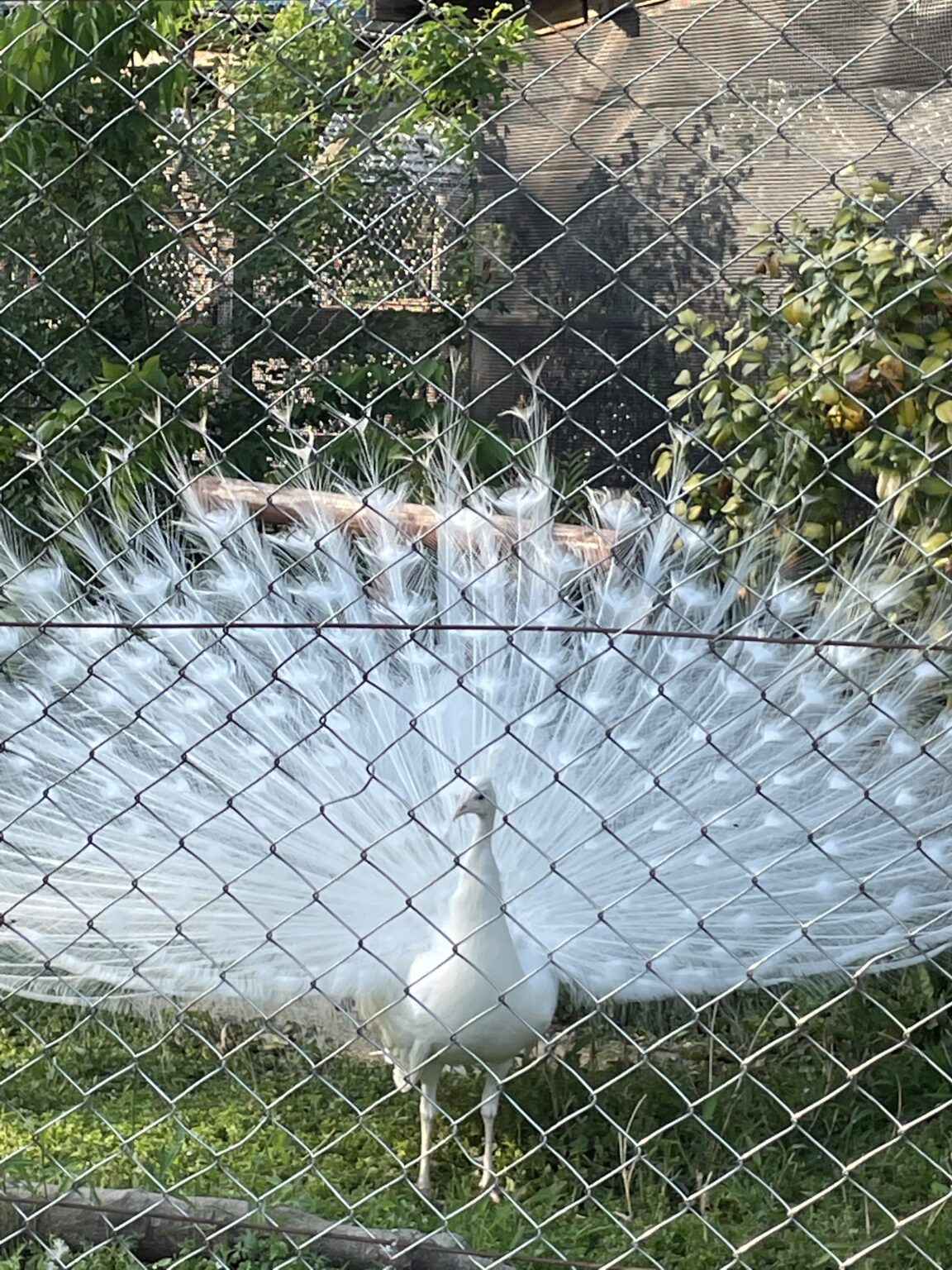 白い幸福の孔雀東武動物園